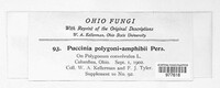 Puccinia polygoni-amphibii image